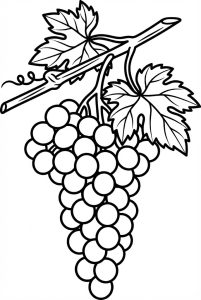 Tô màu nho trên cành