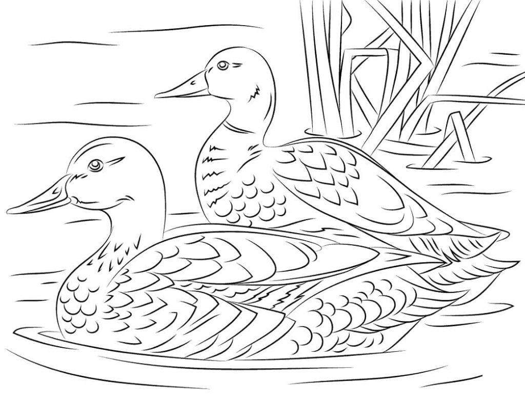 Tô màu 2 Con Vịt Trên Hồ cho bé tập tô