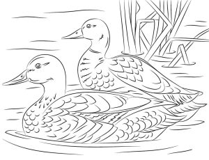 Tô màu 2 Con Vịt Trên Hồ cho bé tập tô
