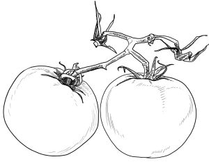 Tô màu 2 quả cà chua giúp bé rèn luyện khả năng tô màu