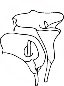 Tô màu Bông Hoa Loa Kèn Bình Thường cho bé tập tô