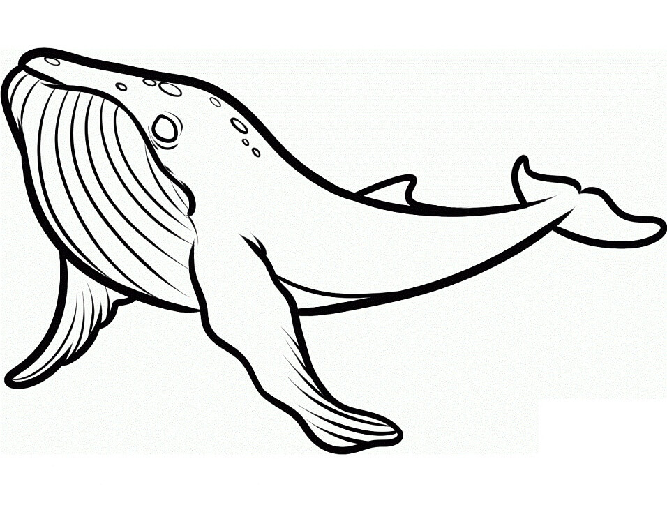 Tô màu Cá Voi Lưng gù cho bé tập tô