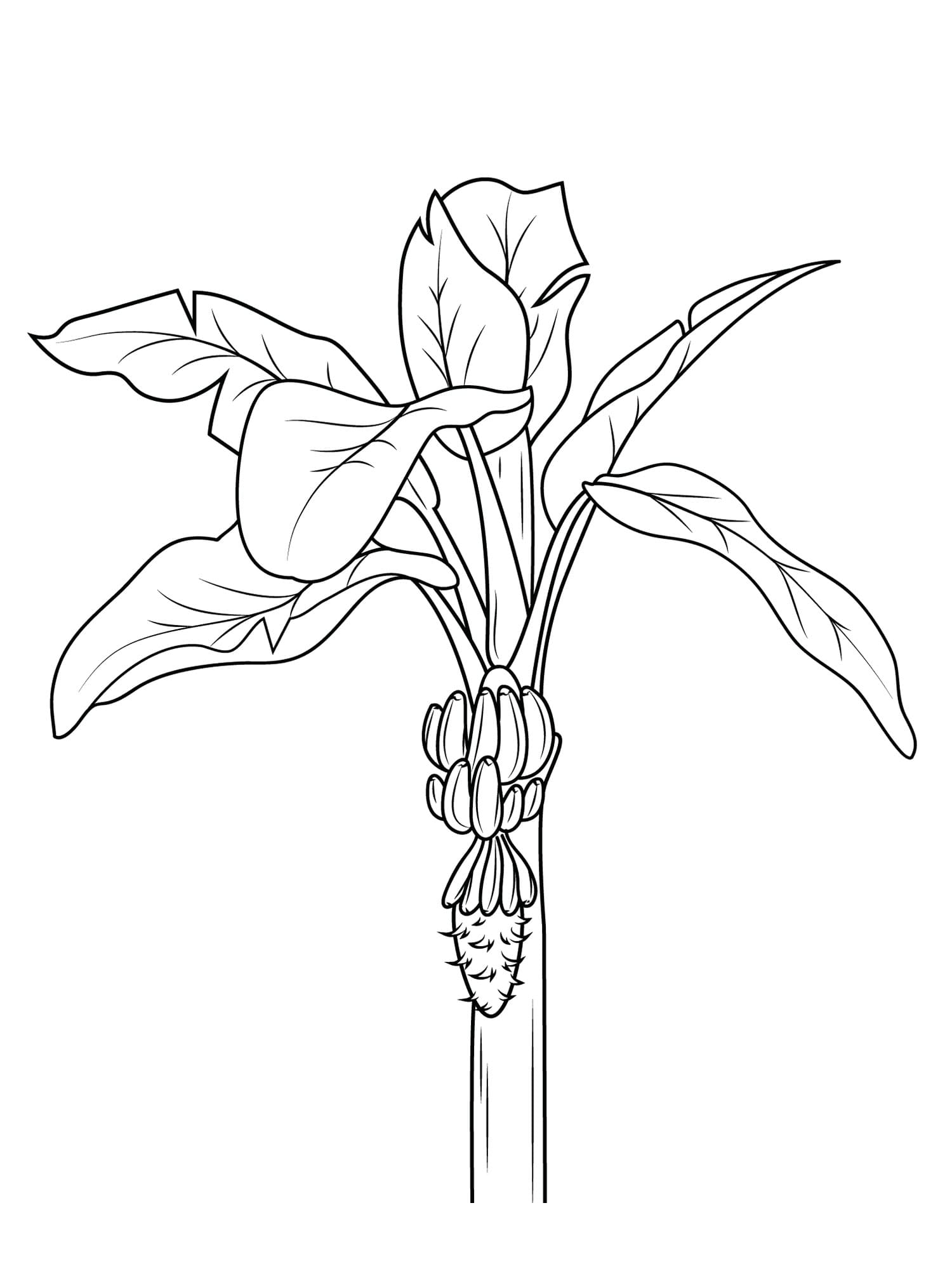 Tô màu Cây Chuối Đơn Giản