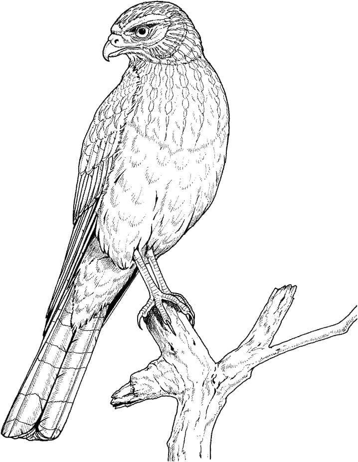 Tô màu Chim Đại Bàng Trên Cành Cây giúp bé rèn luyện khả năng tô màu