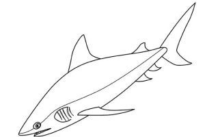 Tô màu con cá mập bò cho bé tập tô