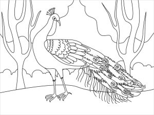 Tô màu Con Công Trong Rừng cho bé tập tô