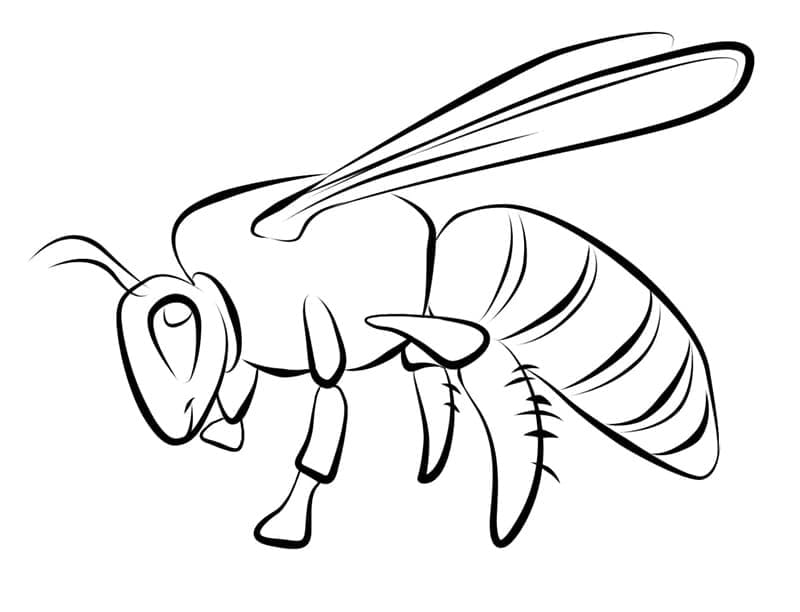 Tô màu Con Ong Mật cho bé tập tô