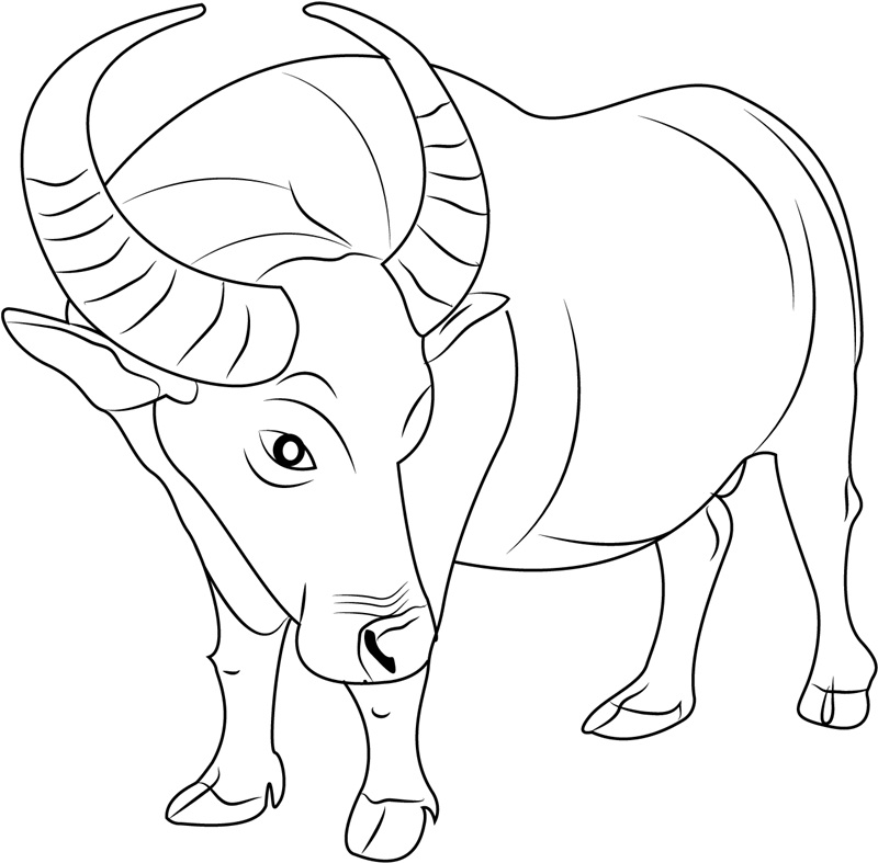 Tô màu Con Trâu cho bé tập tô