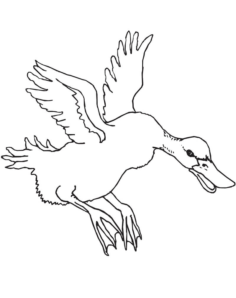 Tô màu Con Vịt Bay dễ thương cho bé