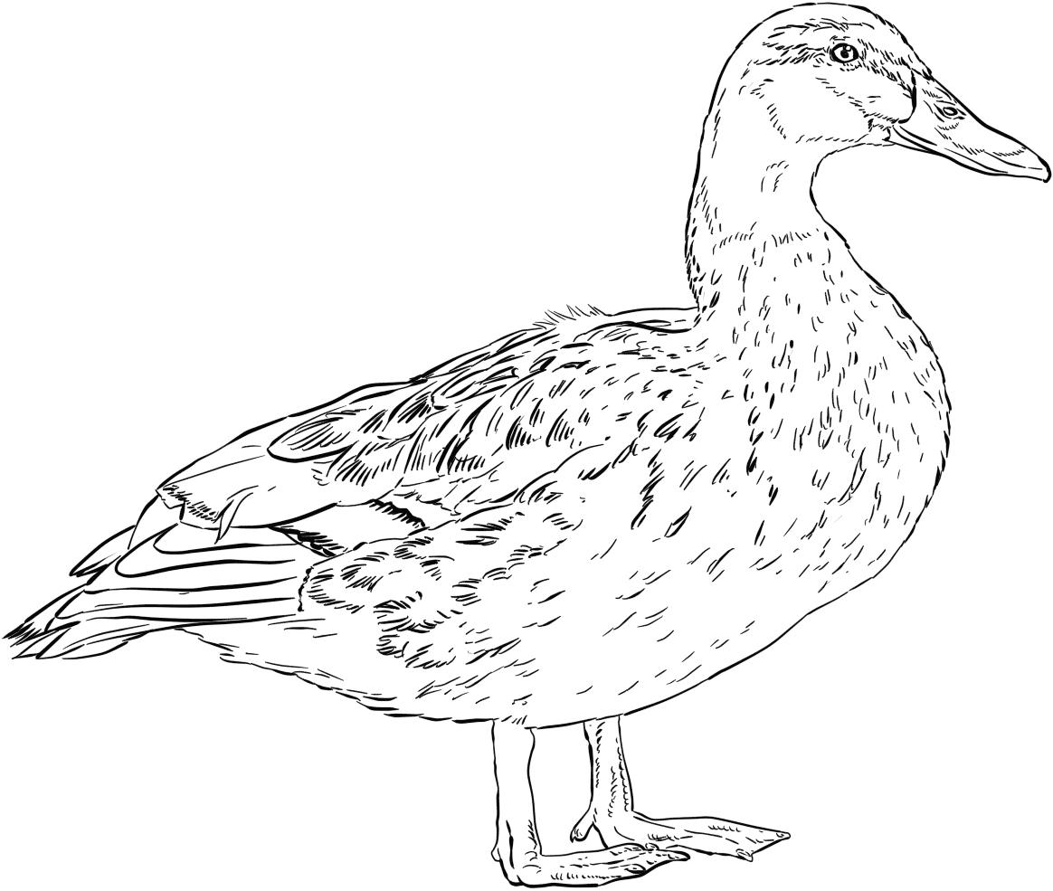 Tô màu con vịt cổ xanh cái