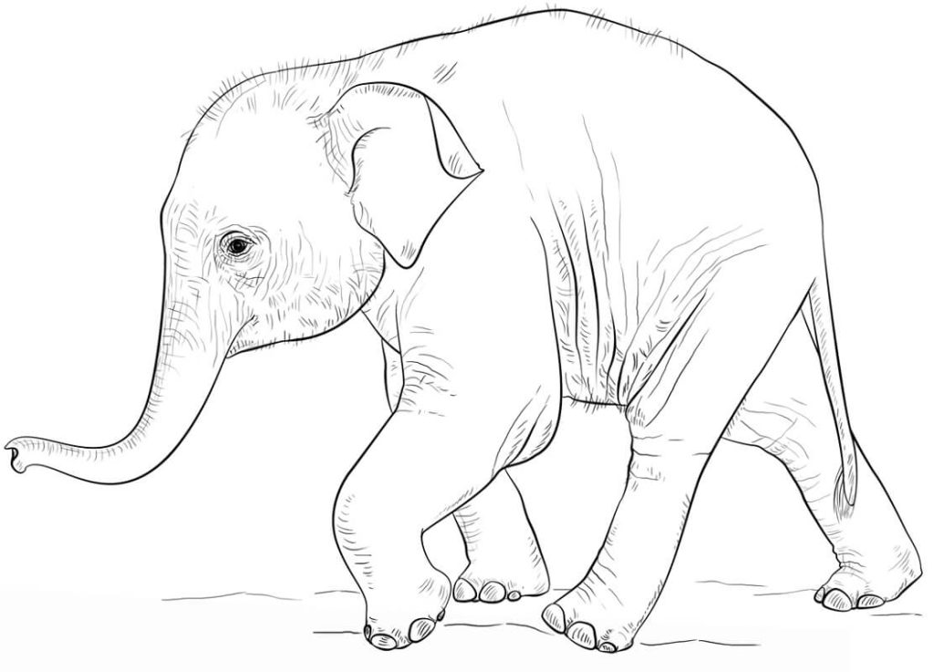 Tô màu Con Voi Con Đang Đi giúp bé rèn luyện khả năng tô màu