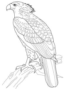 Tô màu Đại Bàng Đậu Trên Cây giúp bé rèn luyện khả năng tô màu