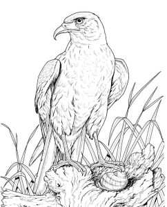 Tô màu Đại Bàng Hoang Dã giúp bé rèn luyện khả năng tô màu