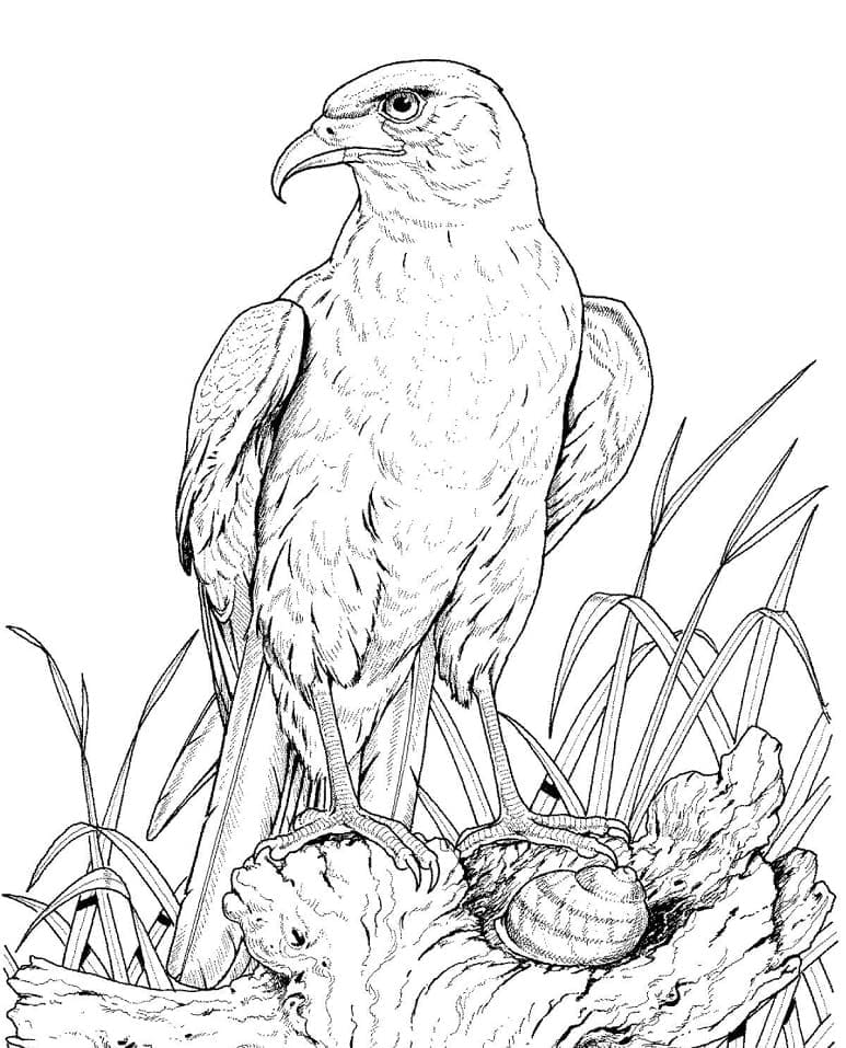 Tô màu Đại Bàng Hoang Dã giúp bé rèn luyện khả năng tô màu