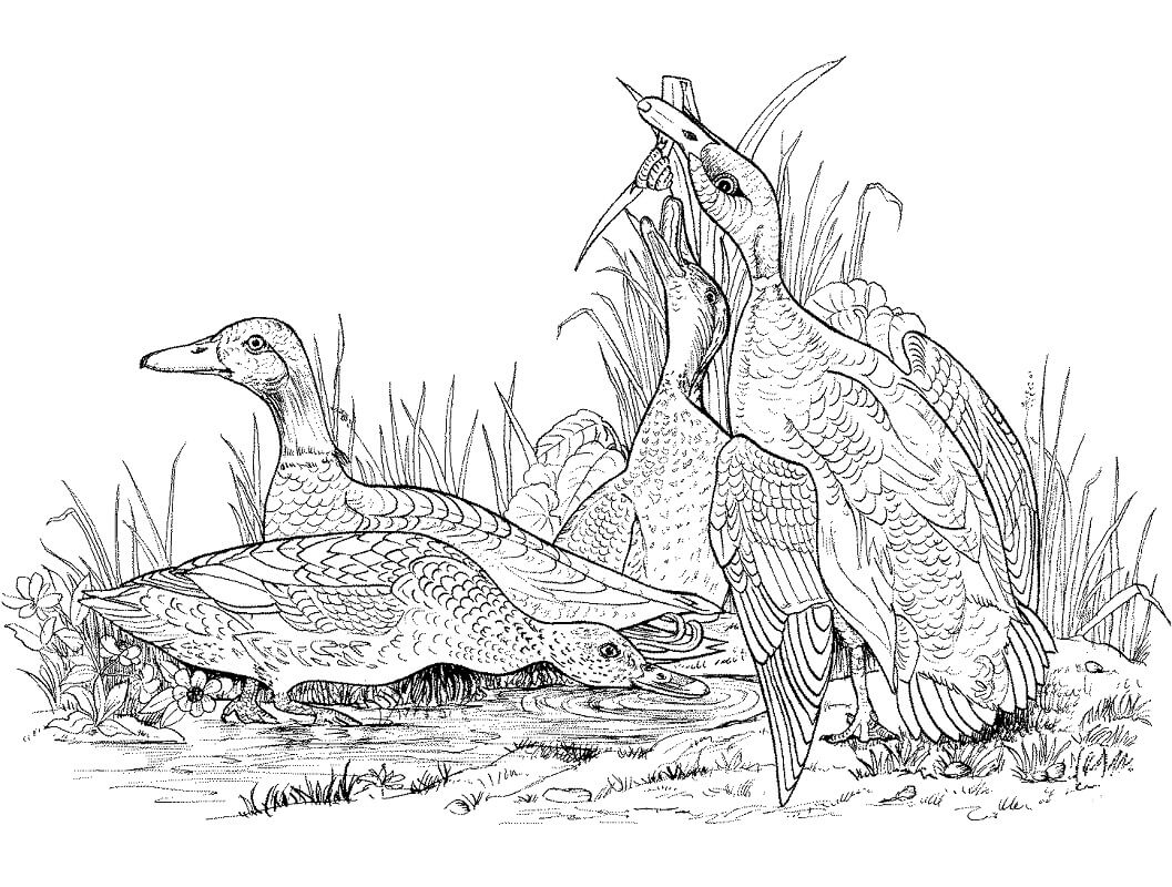 Tô màu Đàn Vịt