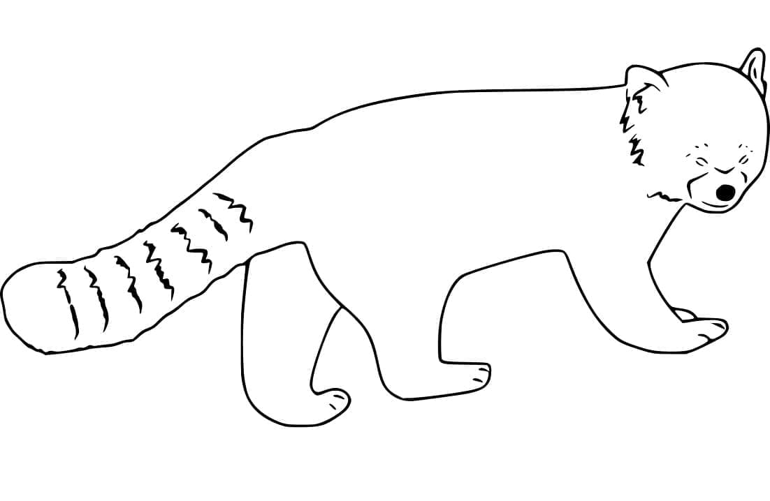 Tô màu Gấu Trúc Đỏ Rất Đơn Giản
