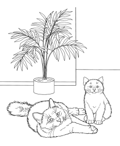 Tô màu hai con mèo thần miến điện cho bé tập tô