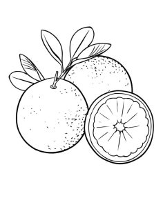 Tô màu Hai Quả Cam và Nửa Quả Cam dễ thương cho bé