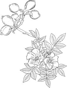 Tô màu hoa hồng dại dễ thương cho bé