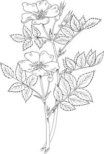 Tô màu hoa hồng thảo nguyên giúp bé rèn luyện khả năng tô màu