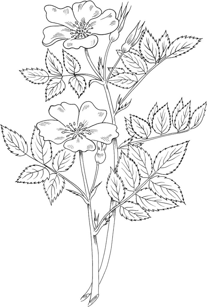 Tô màu hoa hồng thảo nguyên giúp bé rèn luyện khả năng tô màu