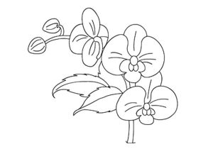 Tô màu Hoa Lan Trắng dễ thương cho bé