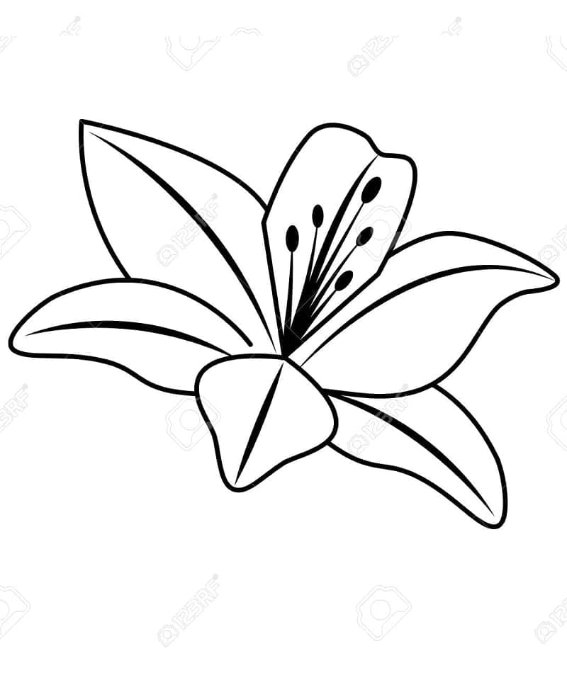 Tô màu Hoa Loa Kèn Siêu Đẹp cho bé tập tô