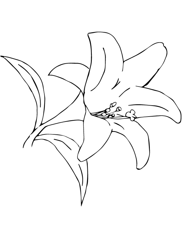 Tô màu Hoa Loa Kèn Xa Mạc cho bé tập tô