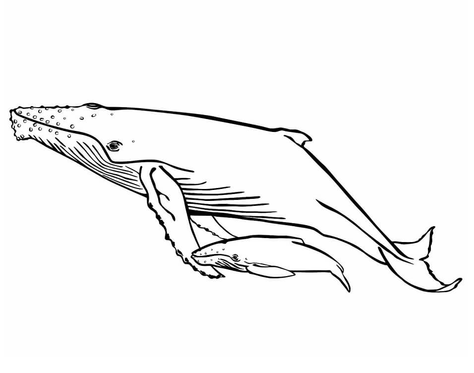 Tô màu Mẹ Con Cá Voi Lưng Gù dễ thương cho bé