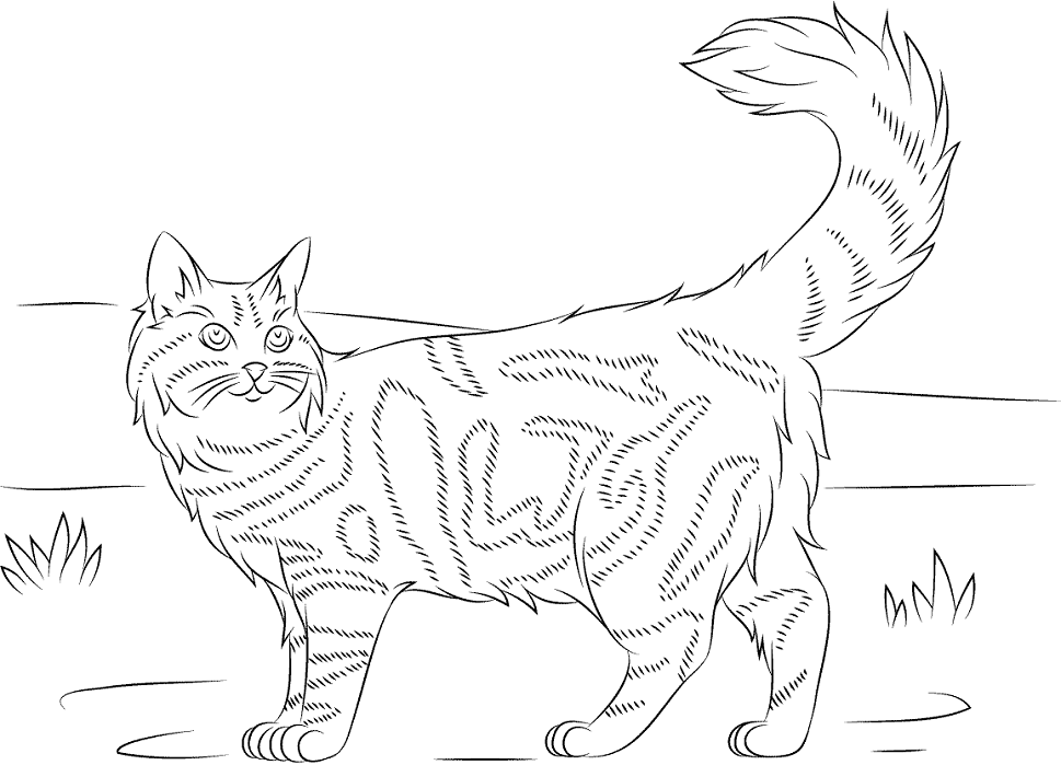 Tô màu một con mèo maine coon dễ thương cho bé